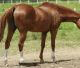 Do Polo Ponies Really Get Depressed?