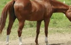 Do Polo Ponies Really Get Depressed?