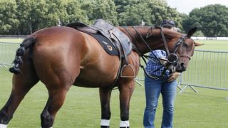 Mexico Polo Club